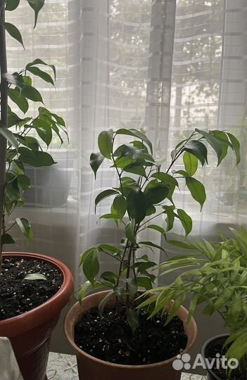 Фикус бенджамина маленький