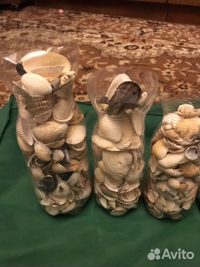 Ракушка с Азовского моря