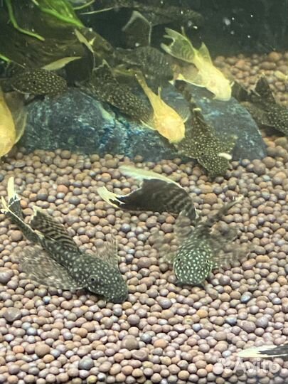 Сомики анциструсы вуалевые