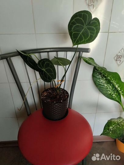 Антуриум Волна любви и Кларинервиум