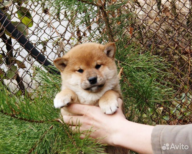 Щенки сиба (шиба). Документы РКФ