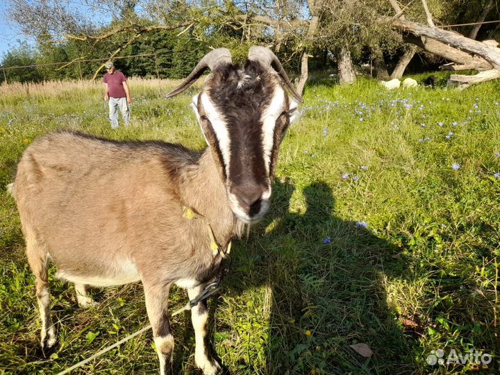 Продам козу дойную