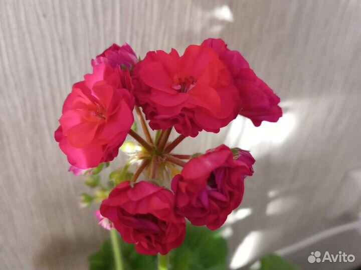 Пеларгония герань