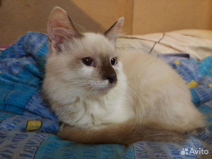 Тарас ищет дом, кастрирован