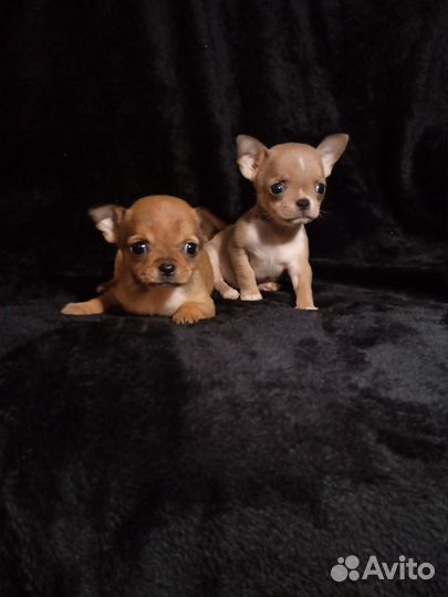Чихуахуа девочка рыжик