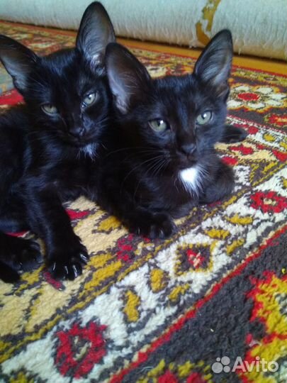Котята в добрые руки, 3 месяца