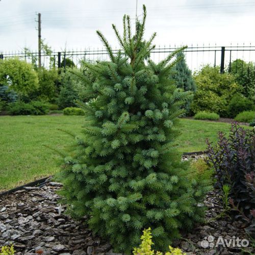 Ель сербская 