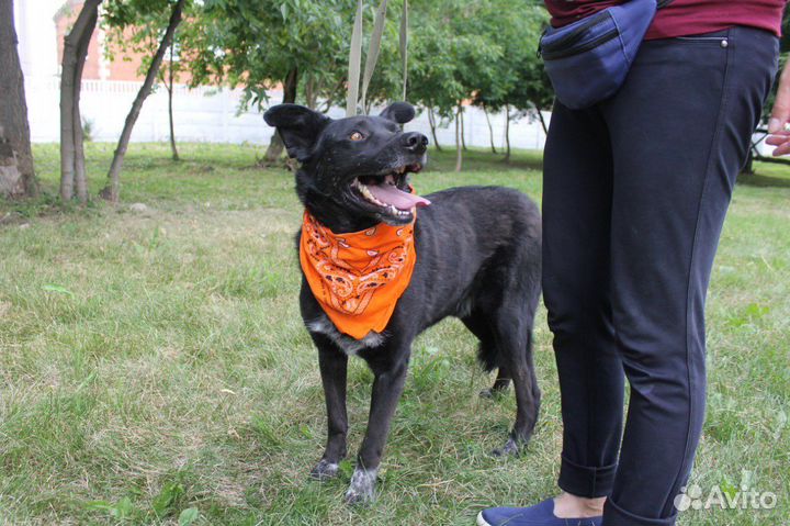 Красавец черныш Грант ждет своих родителей