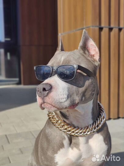 Собака на фотосессию