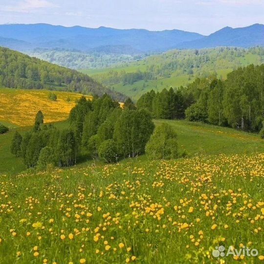 Сено для хомяков и прочих грызунов