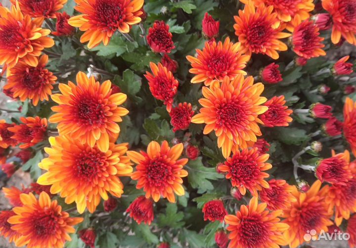 Продаётся Хризантема Мультифлора