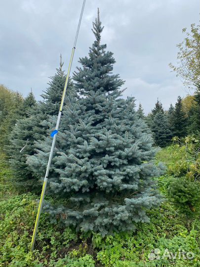 Ель Колючая Голубая Пунгенс Глаука в стрижке вип