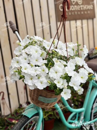 Ампельные кашпо для озеленения