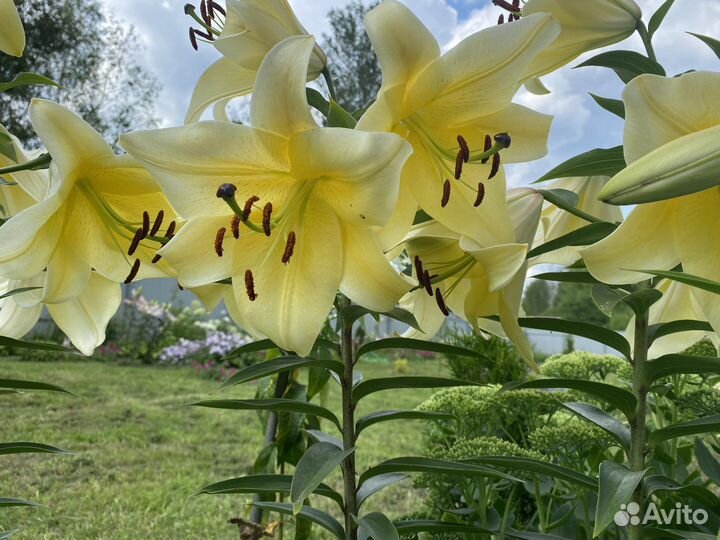 Лилия Биг Бразер