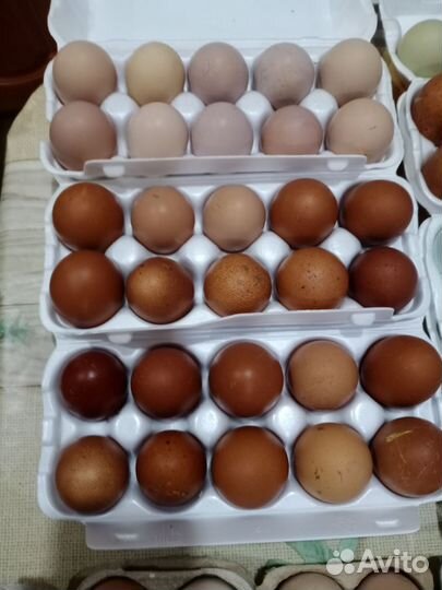 Инкубационное яйцо несушек и мясояичных пород