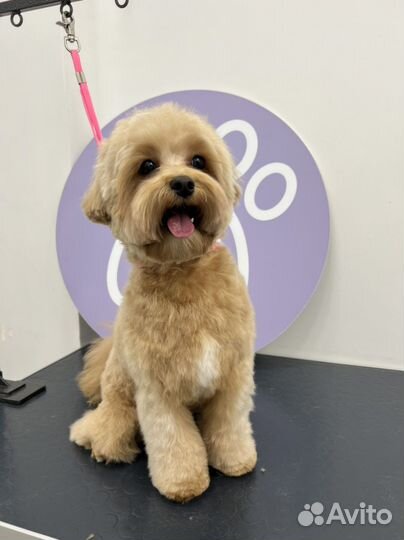 Стрижка собаки бесплатно