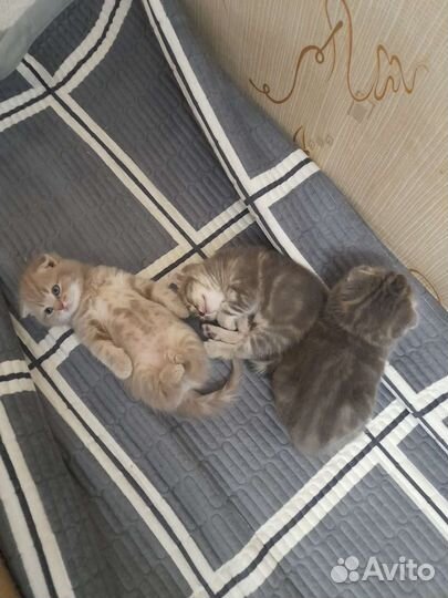 Шотландская вислоухая кошка