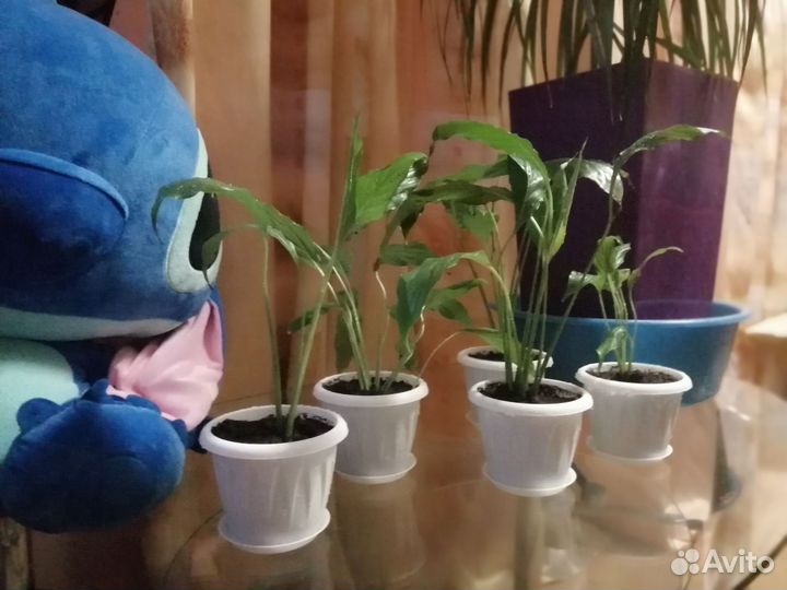 Спатифиллум мама, ищет семью для деток