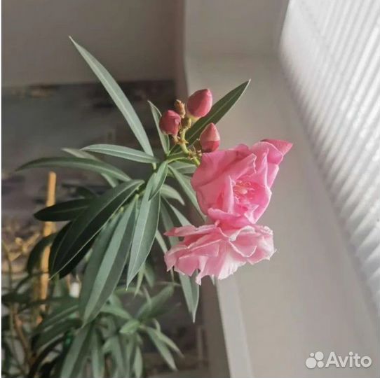 Растения (олеандр махровый)