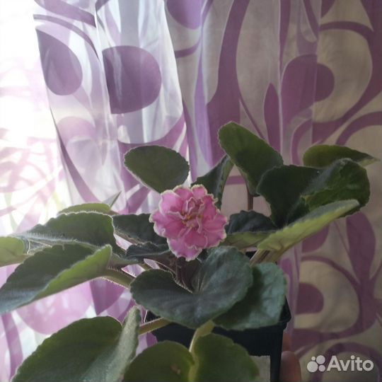 Фиалки цветущие