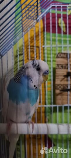 Волнистые попугаи с клеткой