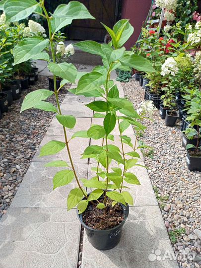 Лайм Лайт гортензия метельчатая