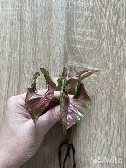 Сингониум Pink mosaic