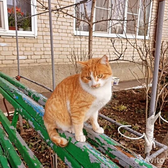 Кот молод и здоров