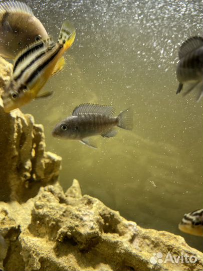 Аквариумные рыбки