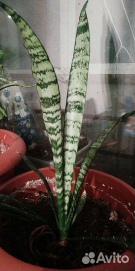 Сансевиерия