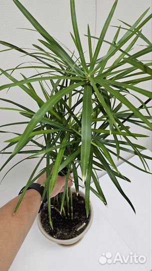 Циперус папирус