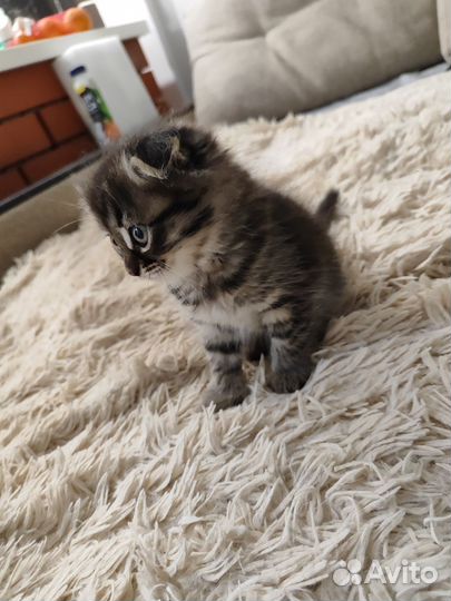 Котенок скотиш фолд