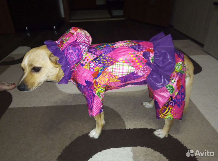 Комбинезон и носки для небольшой собаки