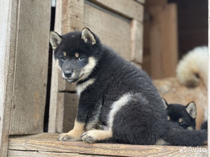 Сиба шиба ину щенки