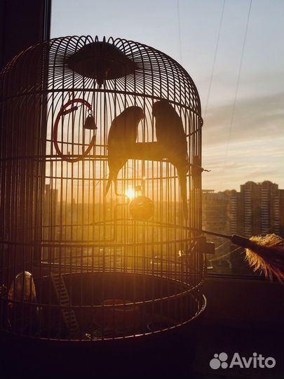 Продам пару волнистых попугаев с клеткой