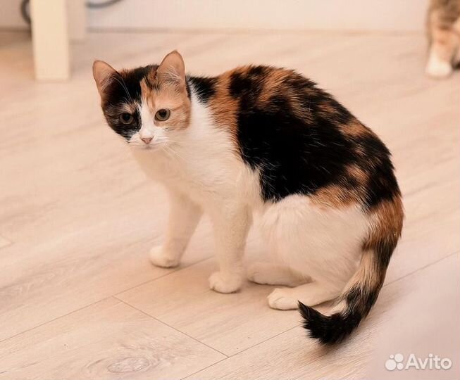 Кошка Цыпа