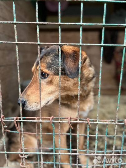 Собака из приюта