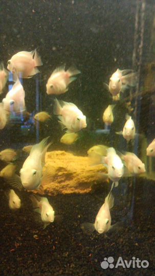 Рыбка платиновый попугай