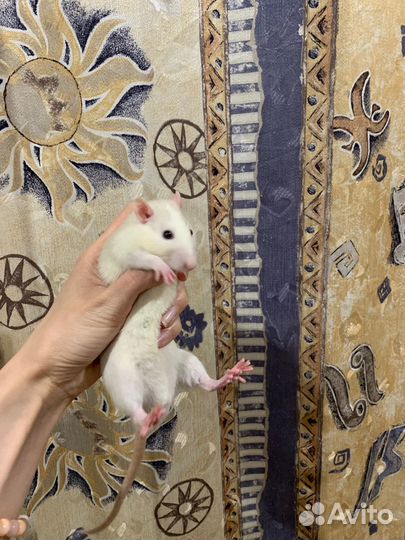 Крысята дамбо