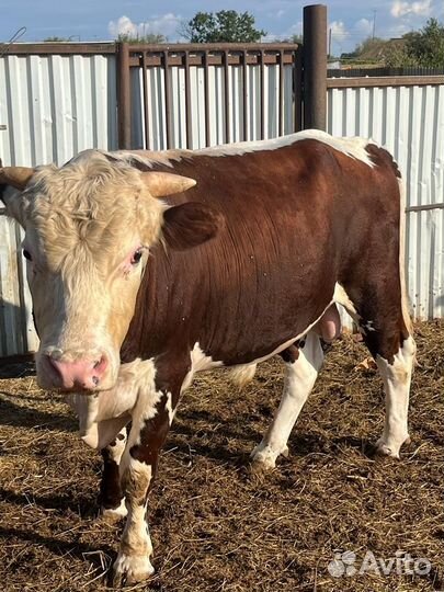 Белоголовый