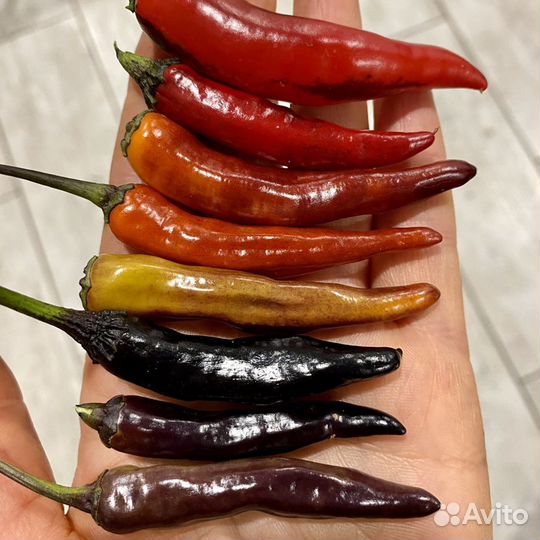 Семена острого перца