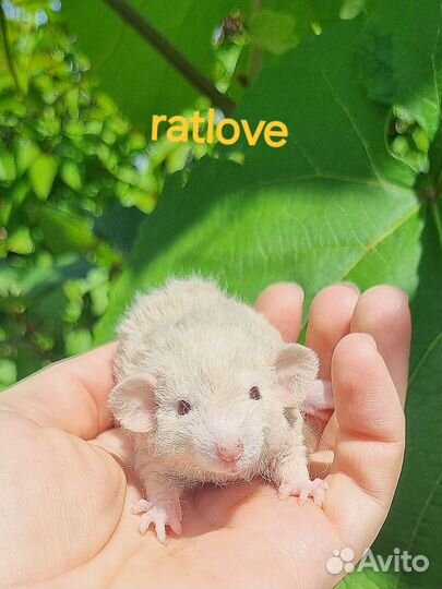 Крысята девочка кудряшка