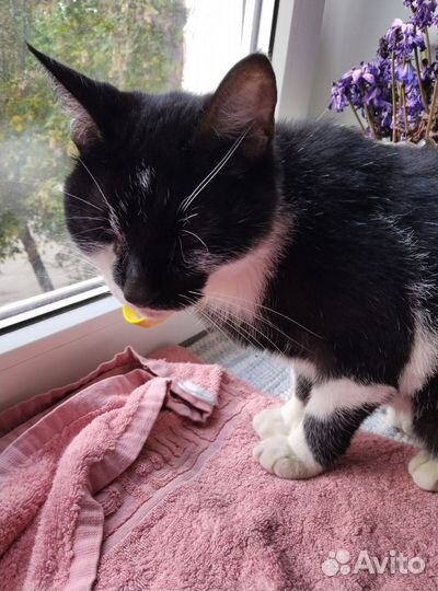 Отдам в добрые руки котика
