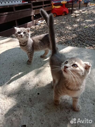 Вислоухие котята девочки