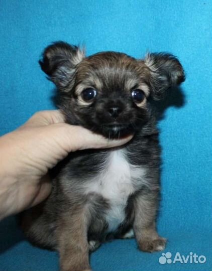 Мини кнопочки