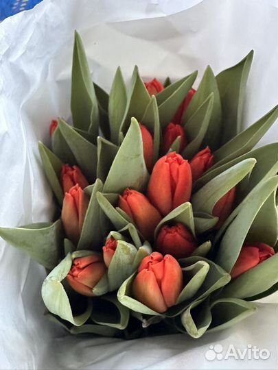 Тюльпаны крупные, большой бутон, длинная ножка