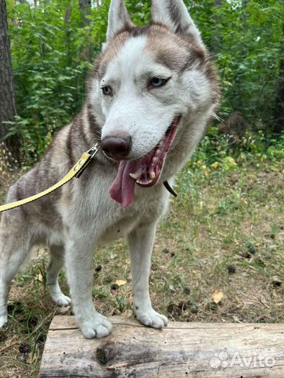 Сибирский хаски