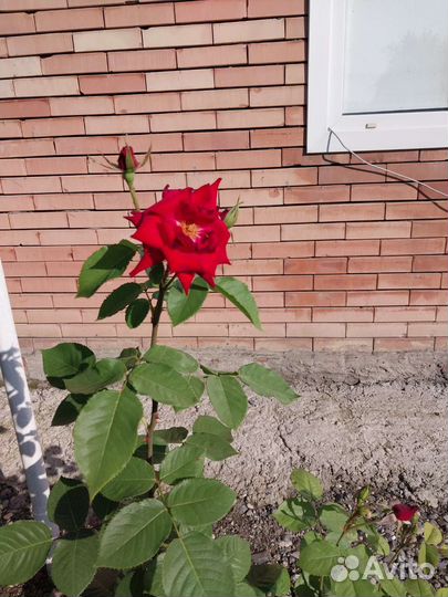 Роза кустовая