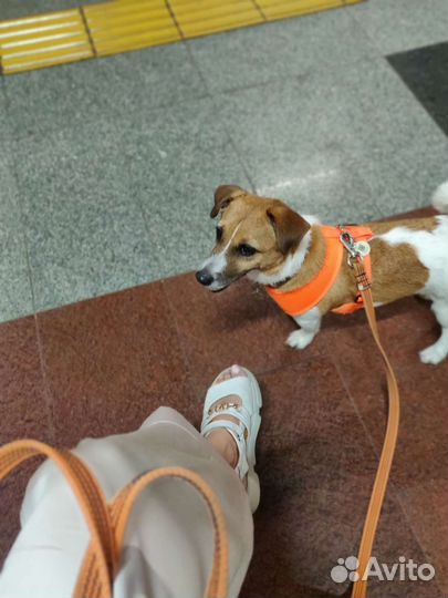 Шлейка для собак средних пород