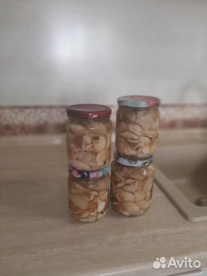 Грибы маслята
